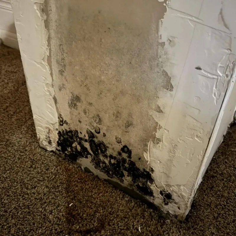 Professional Mold Removal in McLendon-Chisholm, TX